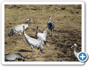 mehrere tausend Tiere treffen sich am Hornborgasjö