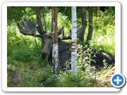 Ein stattlicher Elchbulle (aufgenommen in einem der vielen Elchparks).